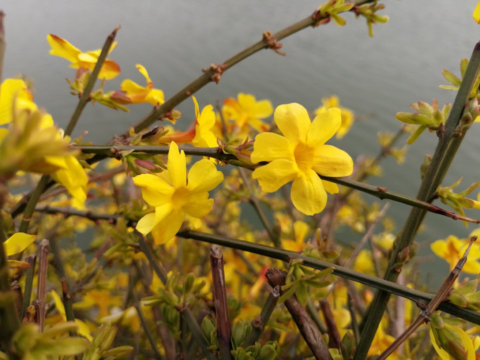 ��Ϊp10plus��iPhone7 Plus��������_������ѧ��