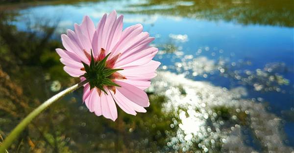 魅族pro6plus和iphone7拍照样张对比 - 软件自