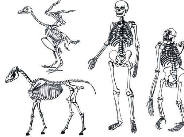 各种动物人类骨架素描素材