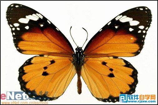 IllustratorCS6制作蝴蝶动态效果教程 - 1 - 软件自