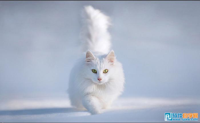 利用PS快速蒙版及调整边缘快速抠出白猫