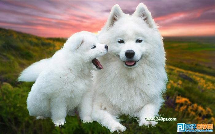 用PS抠出小狗过程介绍