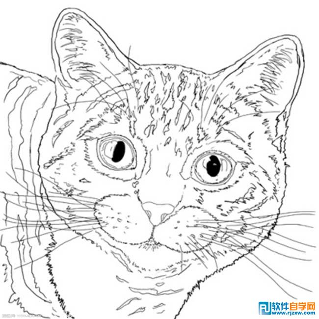 PS鼠绘逼真的小猫效果教程 - 2 - 软件自学网