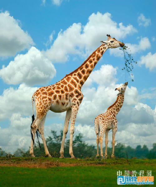 综合处理增强照片的清晰度