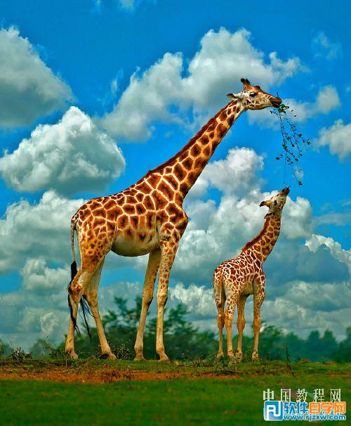 综合处理增强照片的清晰度 - 1 - 软件自学网