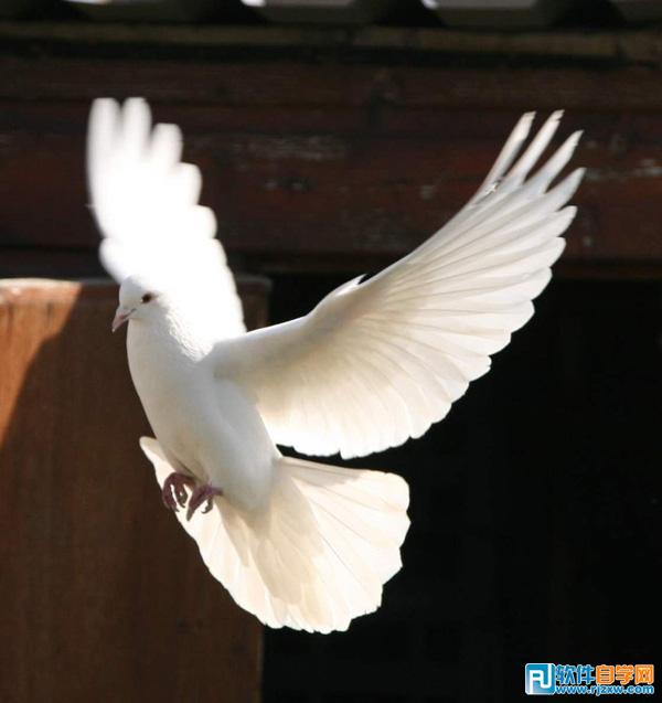 PS简单合成水中的天鹅与美女 - 4 - 软件自学网