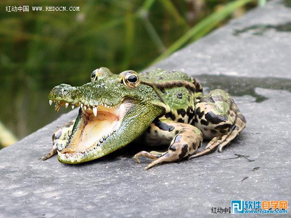 PS合成青蛙长着鳄鱼头