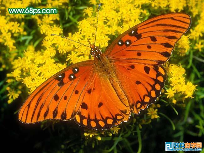 PS给宝宝照片加上梦幻装饰效果 - 5 - 软件自学