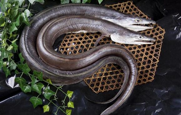 舟山小吃风鳗的做法