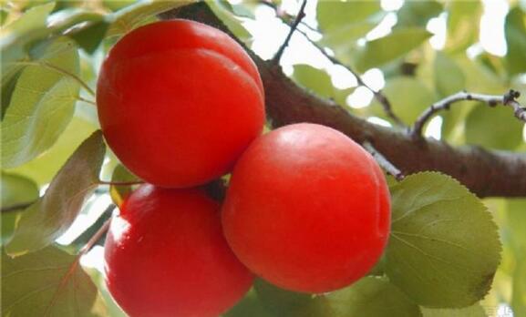 ̫ԭ�ز���ɳ�����