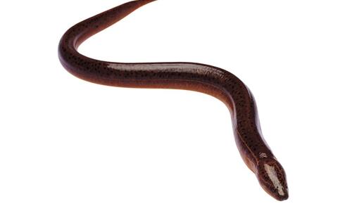 ������ʲôʳ����˲���һ���