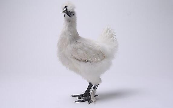 �ڼ���ʲô���