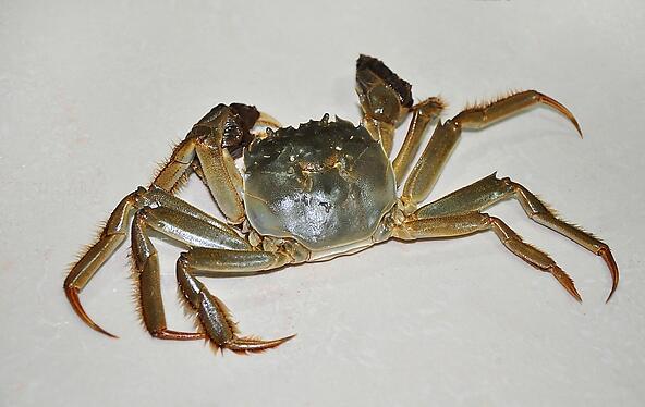 �ͺ�з��˵�ʳ�����