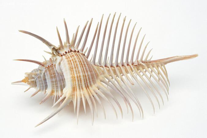 ��������Щʳ����˽���