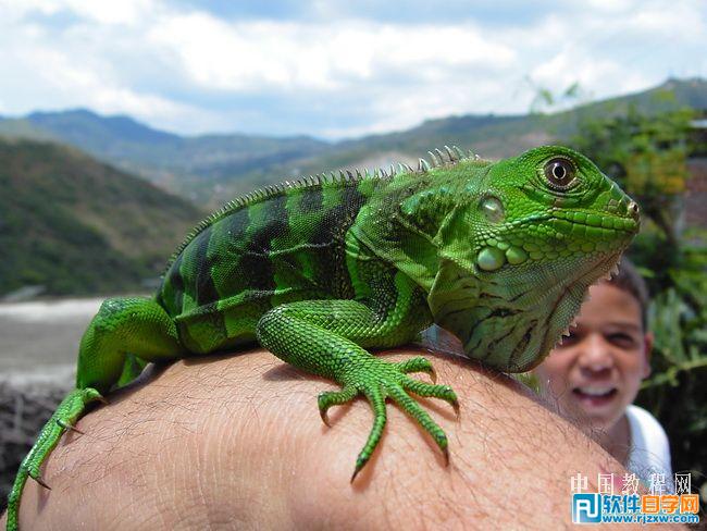 ps合成城堡上的绿色翼龙